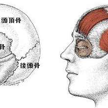 頭蓋骨調整の効果って？自分でできる方法は？