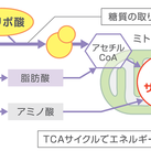 糖質代謝とデトックスにαリポ酸