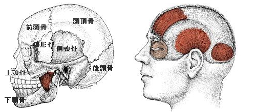 頭蓋骨調整の効果って 自分でできる方法は セルフケア 麻布十番駅すぐ Oeuf Azabu 技術力に優れた骨格 骨盤 頭蓋骨 小顔矯正 のエステサロン